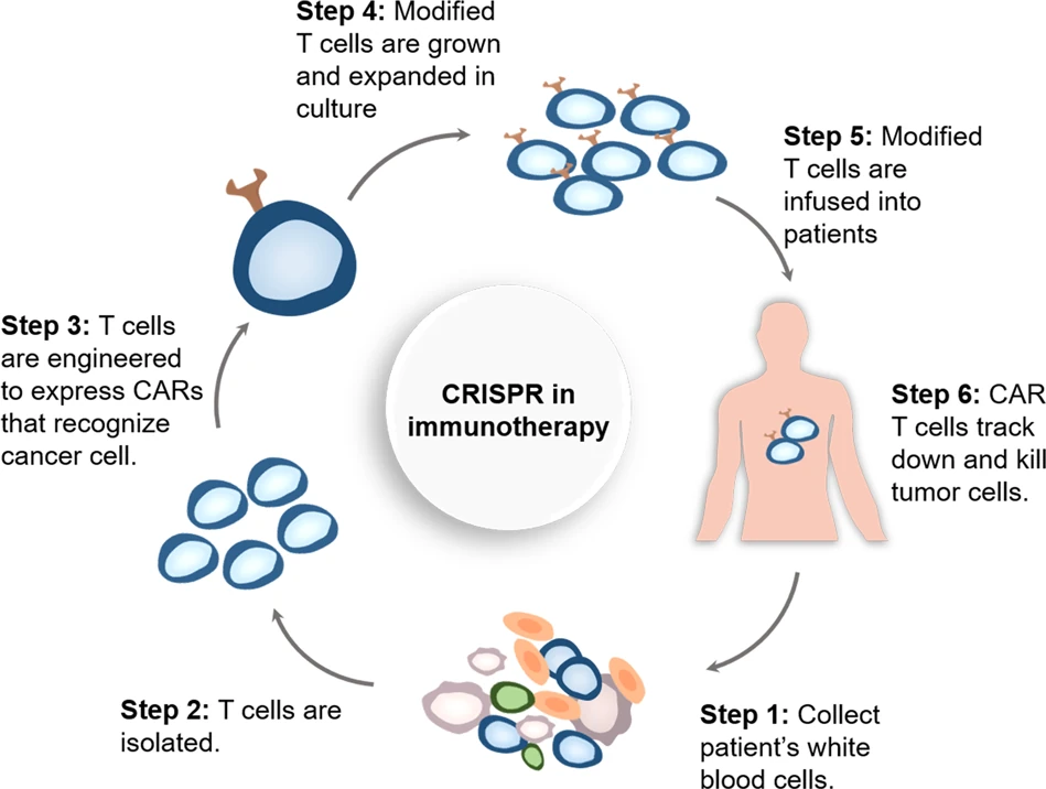 How CRISPR is used in immunotherapy.