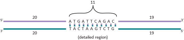 Extra detail on a section of complementary strands of DNA.