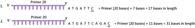 Where the reaction terminates determines the fragment size.