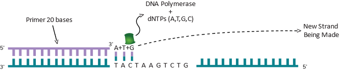 A complementary strand of DNA being made on a reference strand by DNA polymerase.