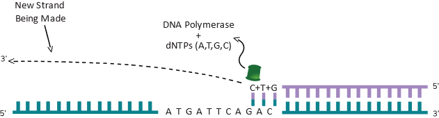 DNA being made by DNA polymerase in the opposite direction.